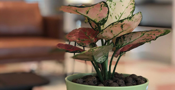 plant in office environment