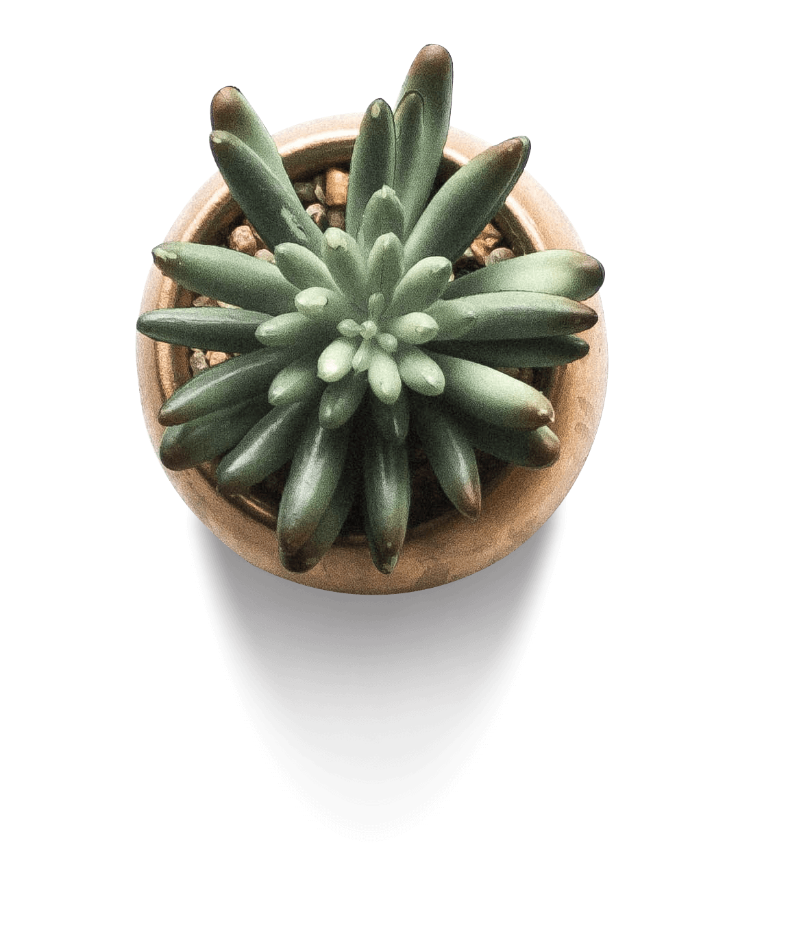 Floating Tree Event space